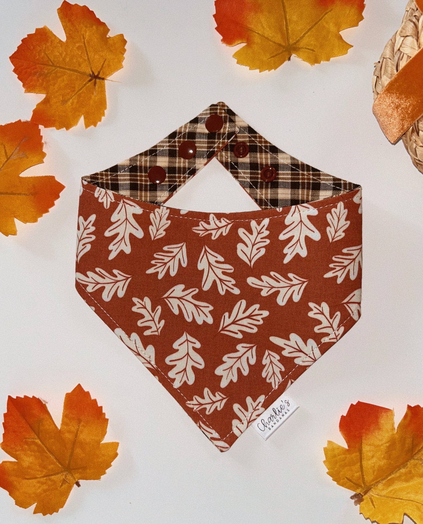 Fall Oak Leaves