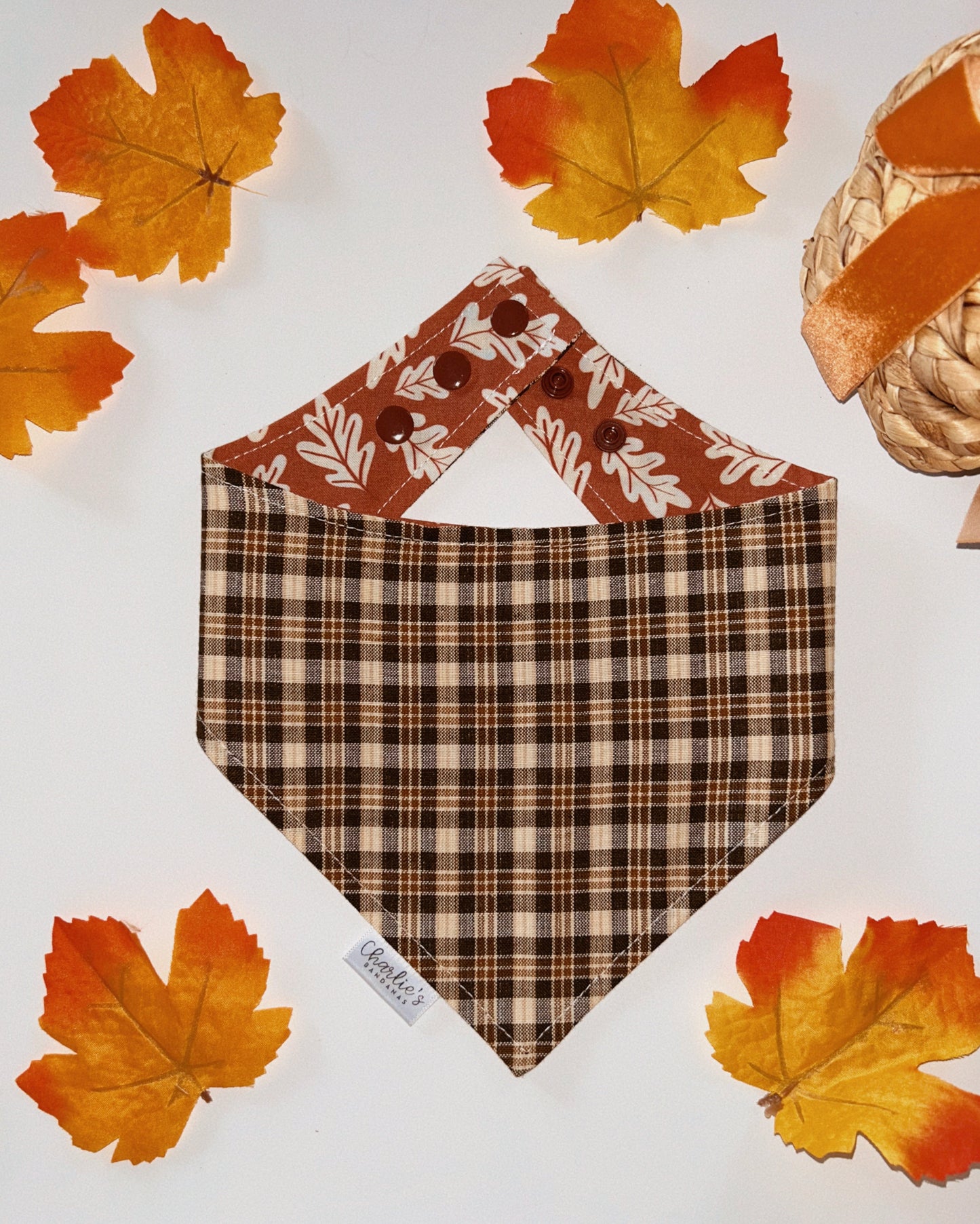 Fall Oak Leaves