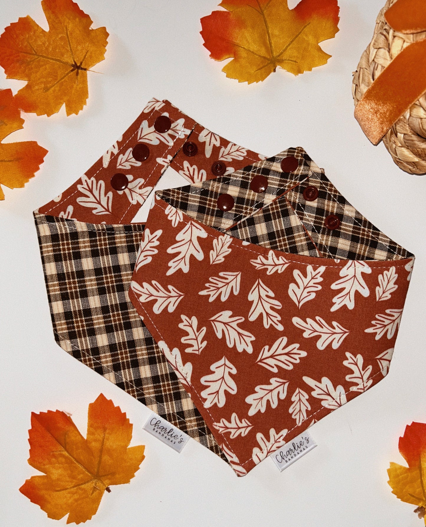 Fall Oak Leaves