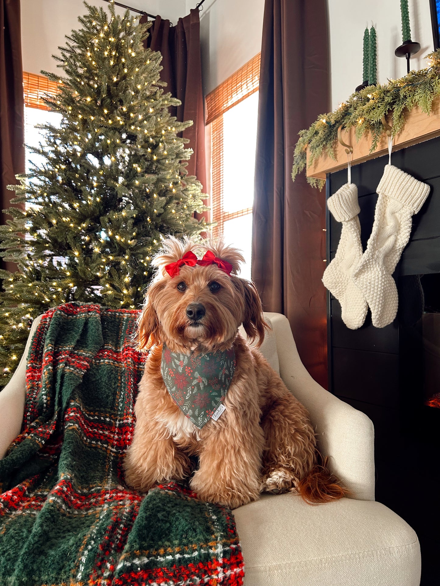 Christmas Poinsettias