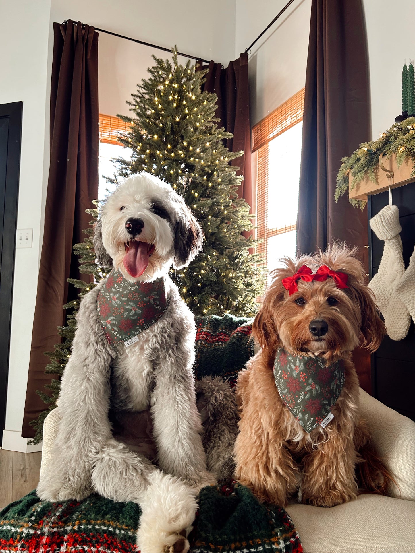 Christmas Poinsettias